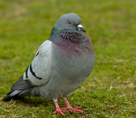 Image showing Dove