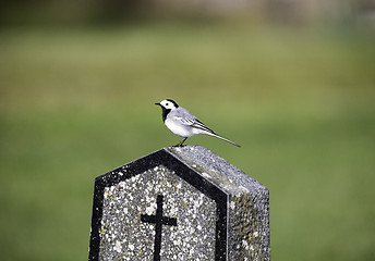 Image showing Wagtail on a gravestone