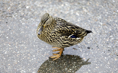 Image showing Female Mallard