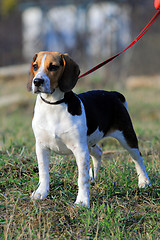 Image showing Tri-colored beagle puppy