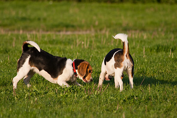 Image showing Beagle dogs