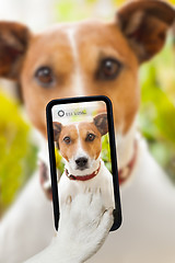 Image showing dog selfie