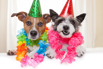 Image showing happy birthday dogs