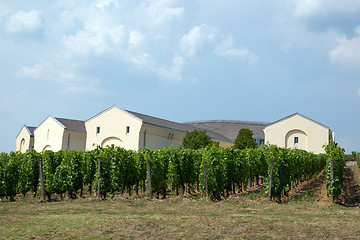 Image showing Tokaj vineyard