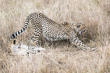 Image showing Male cheetahs