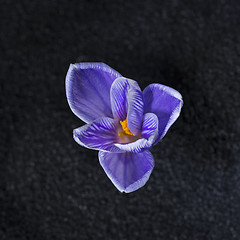 Image showing Crocus vernus Pickwick