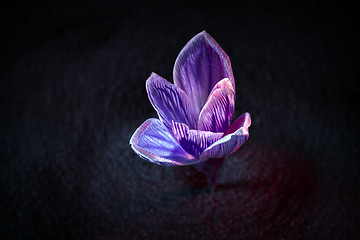 Image showing crocus flower 