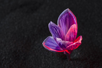 Image showing crocus flower 