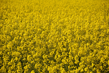 Image showing Bright yellow oilseed rape flowers