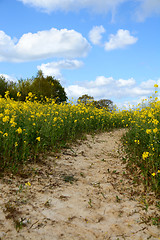 Image showing Path leads through a field of yellow oilseed rape