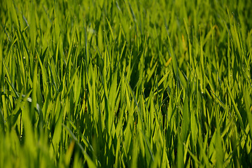 Image showing Backlit young green wheat plants