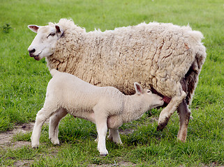 Image showing Young lamb suckles from its mother