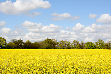 Image showing Field of bright yellow oilseed rape