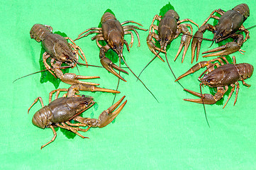 Image showing Boiled crayfish beer snack .