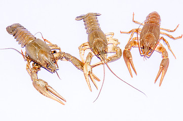 Image showing Boiled crayfish beer snack .