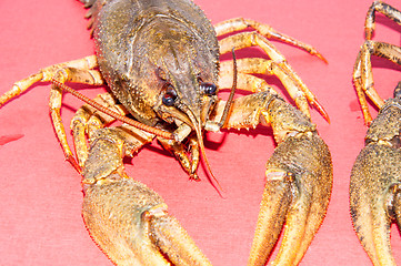 Image showing Boiled crayfish beer snack .