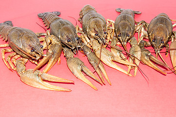 Image showing Boiled crayfish beer snack .