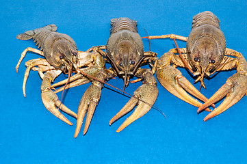 Image showing Boiled crayfish beer snack .