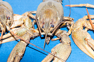 Image showing Boiled crayfish beer snack .