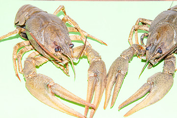 Image showing Boiled crayfish beer snack .