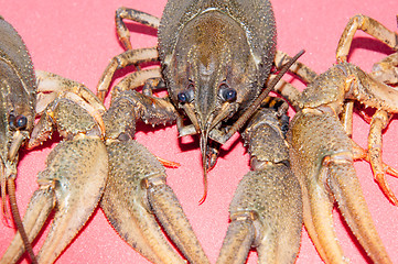 Image showing Boiled crayfish beer snack .