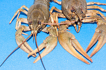 Image showing Boiled crayfish beer snack .