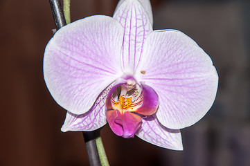 Image showing Orchid flowers