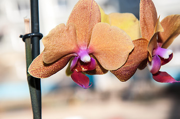 Image showing Orchid flowers