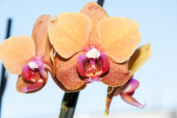 Image showing Orchid flowers