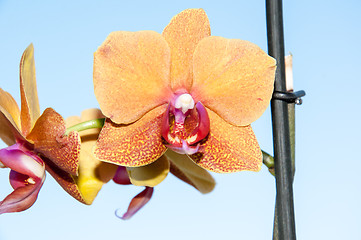 Image showing Orchid flowers