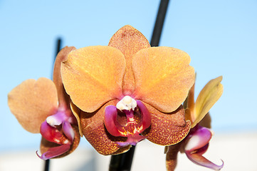 Image showing Orchid flowers