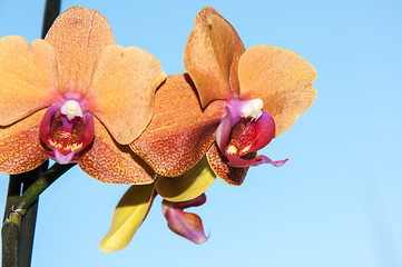 Image showing Orchid flowers