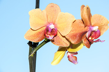 Image showing Orchid flowers