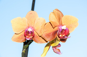 Image showing Orchid flowers