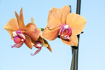 Image showing Orchid flowers