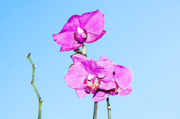 Image showing Orchid flowers