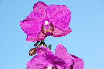 Image showing Orchid flowers