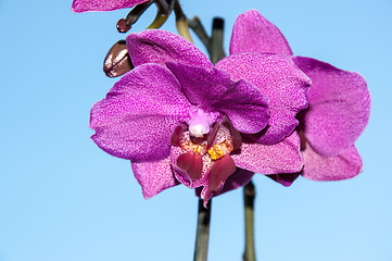 Image showing Orchid flowers