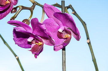 Image showing Orchid flowers