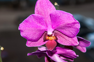 Image showing Orchid flowers