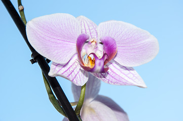 Image showing Orchid flowers