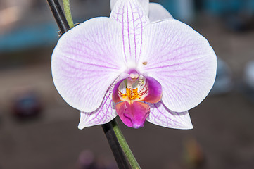 Image showing Orchid flowers