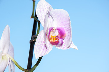 Image showing Orchid flowers