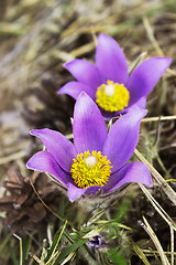 Image showing Snowdrop bloom in spring in coniferous forest