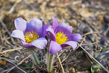 Image showing Violet snowdrops bloom spring in the forest