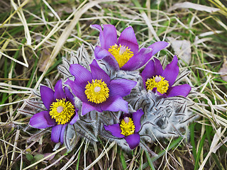 Image showing Snowdrops bloom spring in the forest