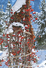 Image showing Rowan Berries under Snow