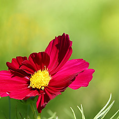 Image showing  Cosmos flower on a green background 