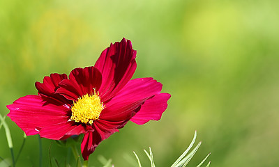 Image showing  Cosmos flower on a green background 