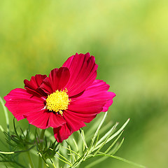 Image showing  Cosmos flower on a green background 